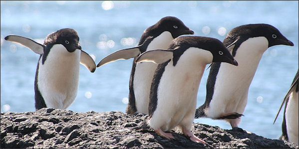 20120520-penguins Adelie_Penguin2.jpg